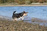 CORGI CARDIGAN 098